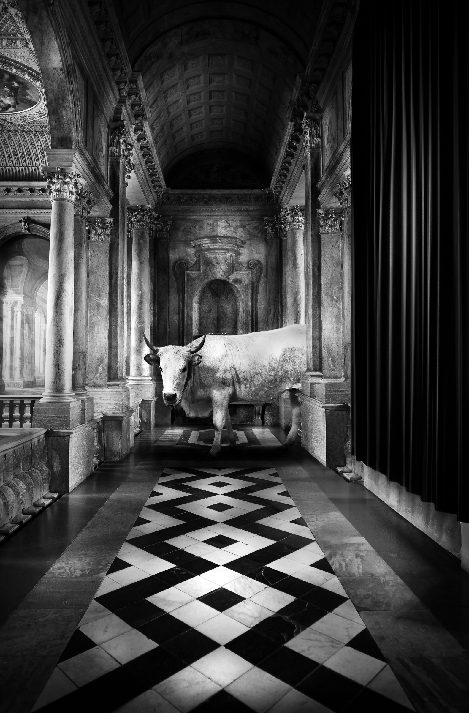 Composite image in black and white, a cow in a royal palace!